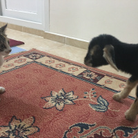 Tekir Kedi, Kedi  Minnoş fotoğrafı