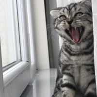 British Shorthair, Kedi  Gofret fotoğrafı