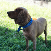 İngiliz Cocker Spaniel, Köpek  Lucky fotoğrafı