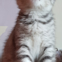 Scottish Fold, Kedi  Venus fotoğrafı