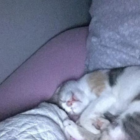 Sarman, Kedi  İzmarit fotoğrafı