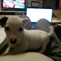 Jack Russell Terrier, Köpek  MAİLO fotoğrafı