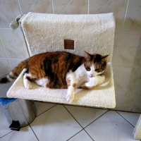 Tekir Kedi, Kedi  Zeyna fotoğrafı