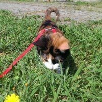 American Shorthair, Kedi  Lucy fotoğrafı