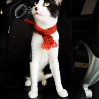 Tuxedo (Smokin) Kedi, Kedi  Pooka Luis fotoğrafı