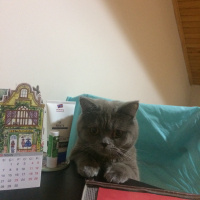 British Shorthair, Kedi  Yumak fotoğrafı