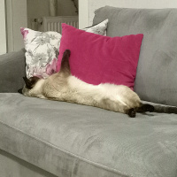Siyam Kedisi, Kedi  Susam fotoğrafı