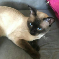 Siyam Kedisi, Kedi  Susam fotoğrafı
