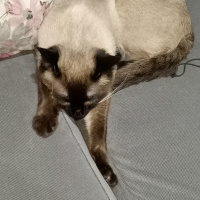 Siyam Kedisi, Kedi  Susam fotoğrafı