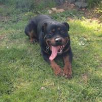 Rottweiler, Köpek  PARS fotoğrafı