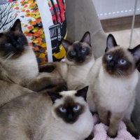 Siyam Kedisi, Kedi  ballım . mıstık. mila fotoğrafı