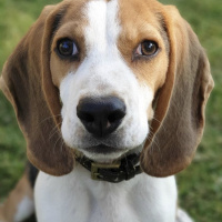 Beagle, Köpek  Diego fotoğrafı