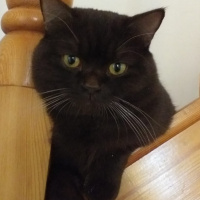 British Shorthair, Kedi  Çiko fotoğrafı