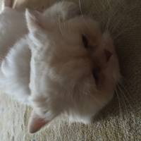 Chinchilla, Kedi  Papa fotoğrafı