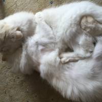 Chinchilla, Kedi  Papa fotoğrafı