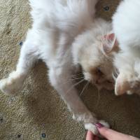 Chinchilla, Kedi  Papa fotoğrafı