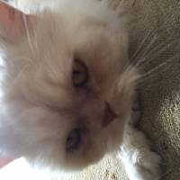 Chinchilla, Kedi  Papa fotoğrafı