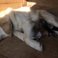Golden Retriever, Köpek  Bebek fotoğrafı