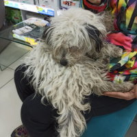 Maltese, Köpek  Venüs fotoğrafı