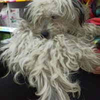 Maltese, Köpek  Venüs fotoğrafı