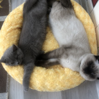 British Shorthair, Kedi  Asil paşa fotoğrafı