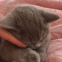 British Shorthair, Kedi  Asil paşa fotoğrafı
