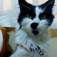 Norwegian Forest, Kedi  rocky fotoğrafı