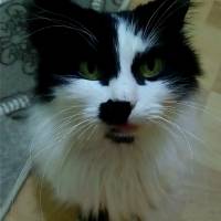 Norwegian Forest, Kedi  rocky fotoğrafı
