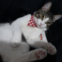 Tekir Kedi, Kedi  Dost fotoğrafı