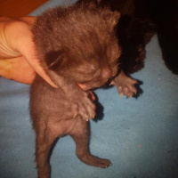 British Shorthair, Kedi  Bebek fotoğrafı