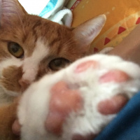 Tekir Kedi, Kedi  Leo fotoğrafı