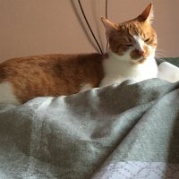 Tekir Kedi, Kedi  Leo fotoğrafı
