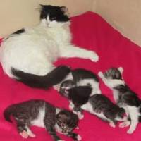 Norwegian Forest, Kedi  tosun -şımarık- kırçıl- masum fotoğrafı