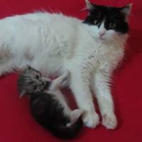 Norwegian Forest, Kedi  tosun -şımarık- kırçıl- masum fotoğrafı