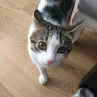 Soke, Kedi  Giovanni fotoğrafı
