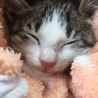Soke, Kedi  Giovanni fotoğrafı