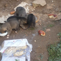 Sokö (Sokak Köpeği), Köpek  Isimleri yok fotoğrafı