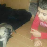 Sokö (Sokak Köpeği), Köpek  Isimleri yok fotoğrafı