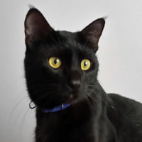 Bombay, Kedi  Fıstık fotoğrafı