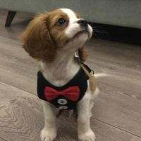 Cavalier King Charles Spanieli, Köpek  SKYE fotoğrafı