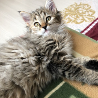 Norwegian Forest, Kedi  Shila fotoğrafı