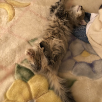 Norwegian Forest, Kedi  Shila fotoğrafı