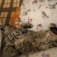 Norwegian Forest, Kedi  Shila fotoğrafı
