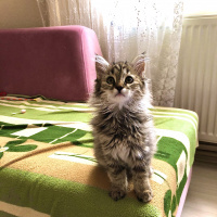 Norwegian Forest, Kedi  Shila fotoğrafı