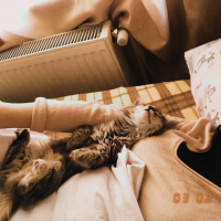 Norwegian Forest, Kedi  Shila fotoğrafı
