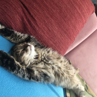 Norwegian Forest, Kedi  Shila fotoğrafı