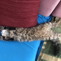 Norwegian Forest, Kedi  Shila fotoğrafı