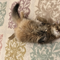 Norwegian Forest, Kedi  Shila fotoğrafı