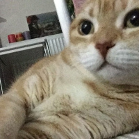 Laperm, Kedi  Salem fotoğrafı