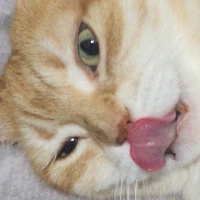 Laperm, Kedi  Salem fotoğrafı